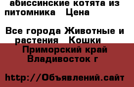 абиссинские котята из питомника › Цена ­ 15 000 - Все города Животные и растения » Кошки   . Приморский край,Владивосток г.